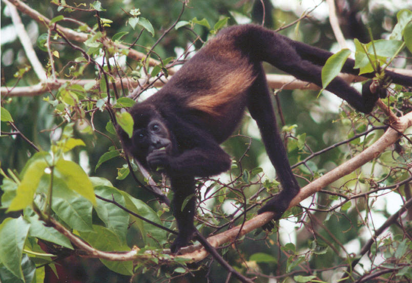 monkey.jpg (96562 bytes)